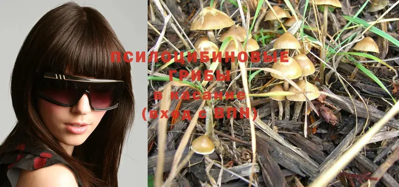 Галлюциногенные грибы MAGIC MUSHROOMS  hydra как войти  Мурино 